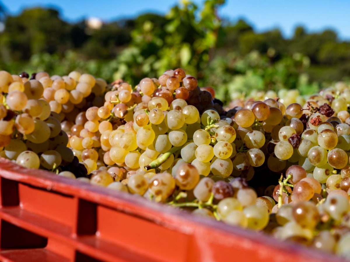 Vendanges vins Bandol