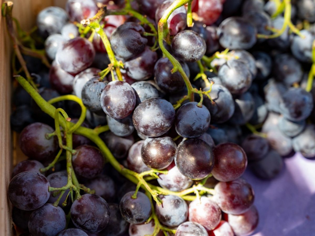 Raisins rouges vins Bandl