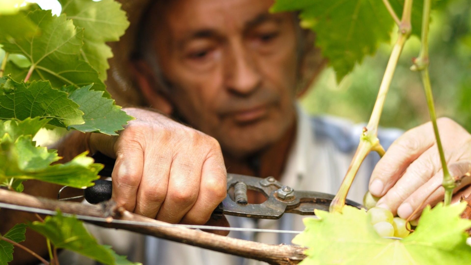 Viticulteur-vins-Bandol