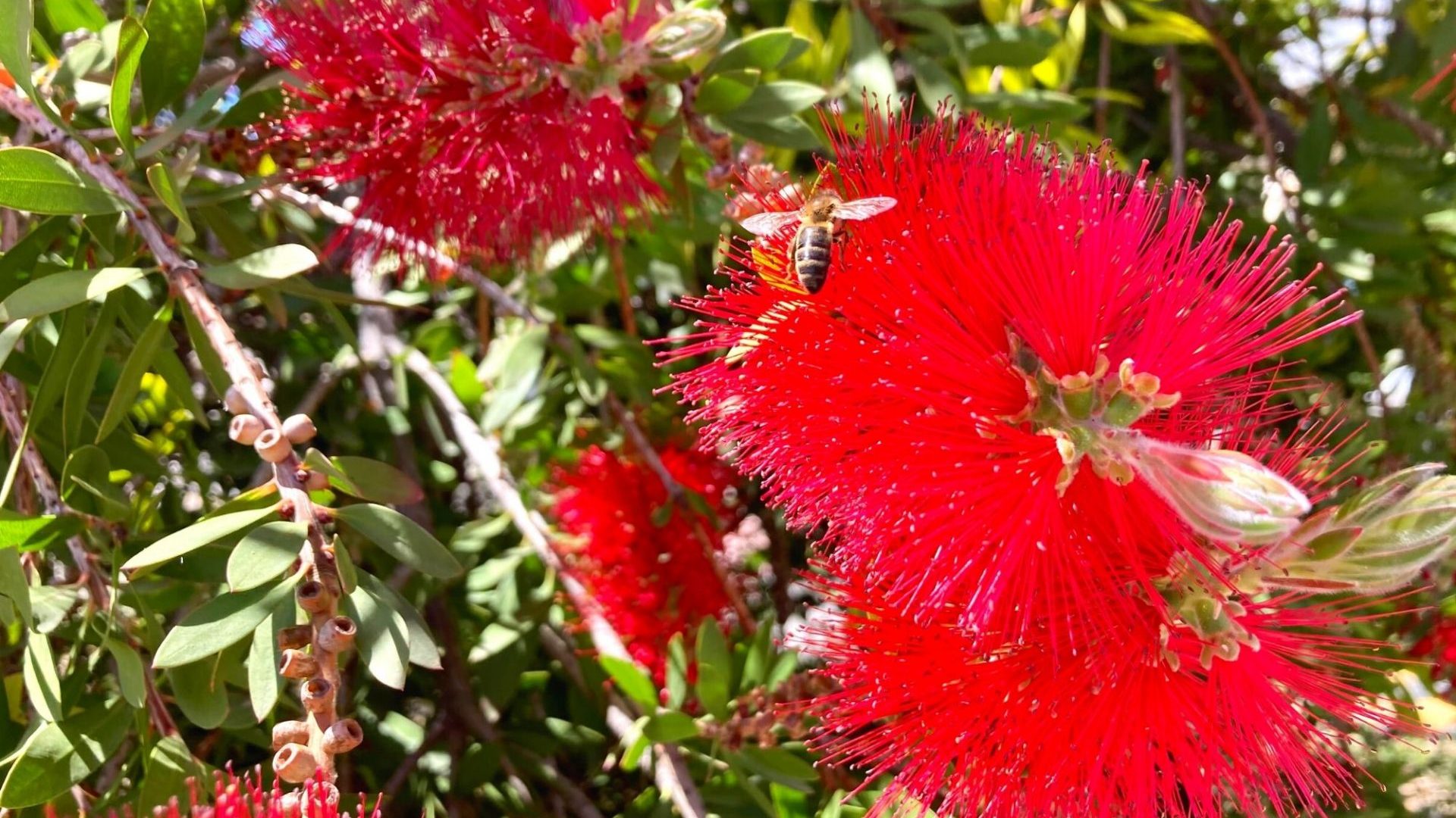 Mois de Mai à Bandol fleur
