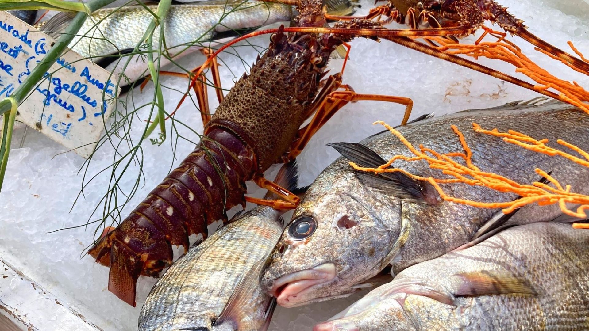 Poisson pêcheur Bandol