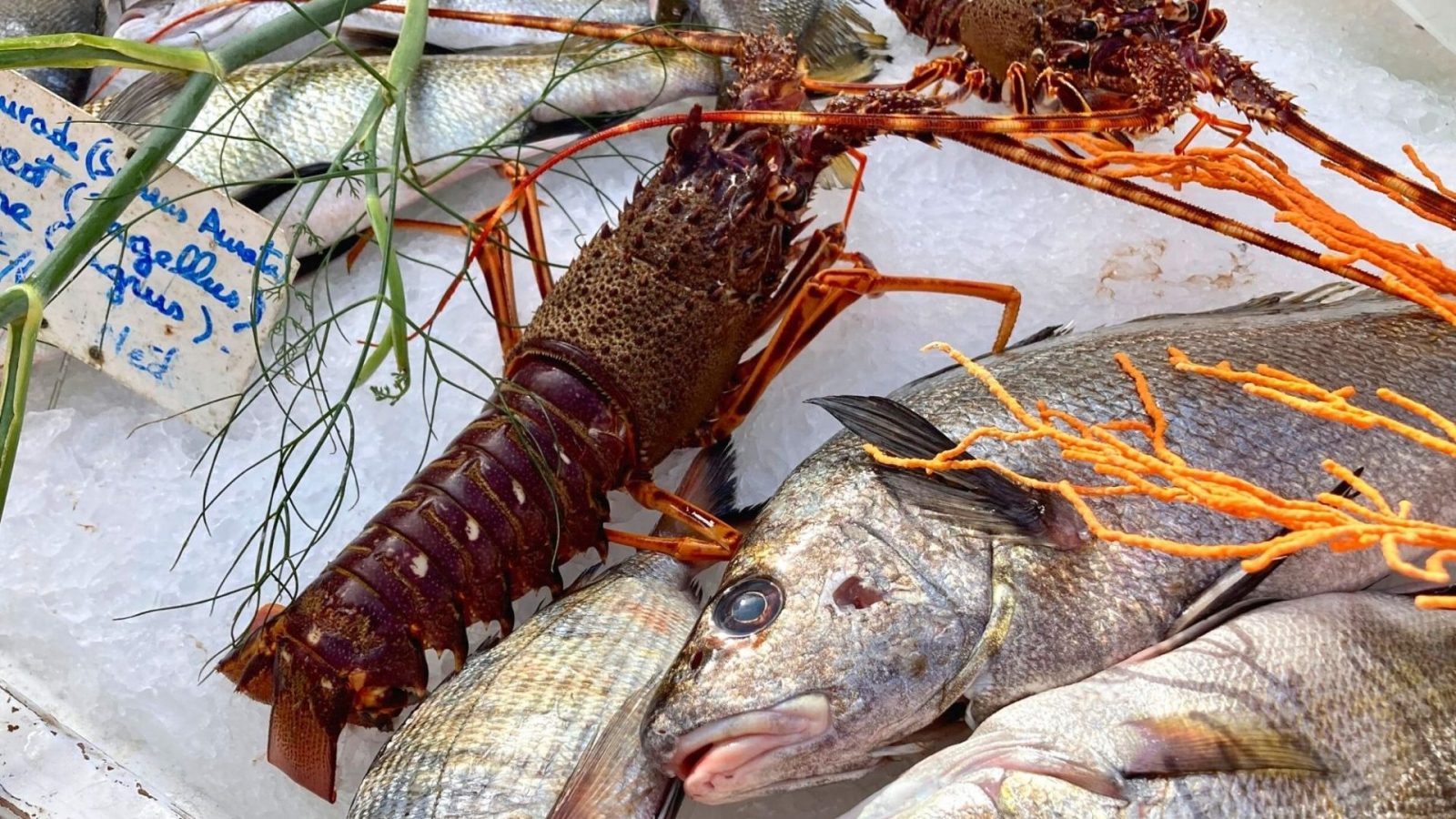 Poisson pêcheur Bandol