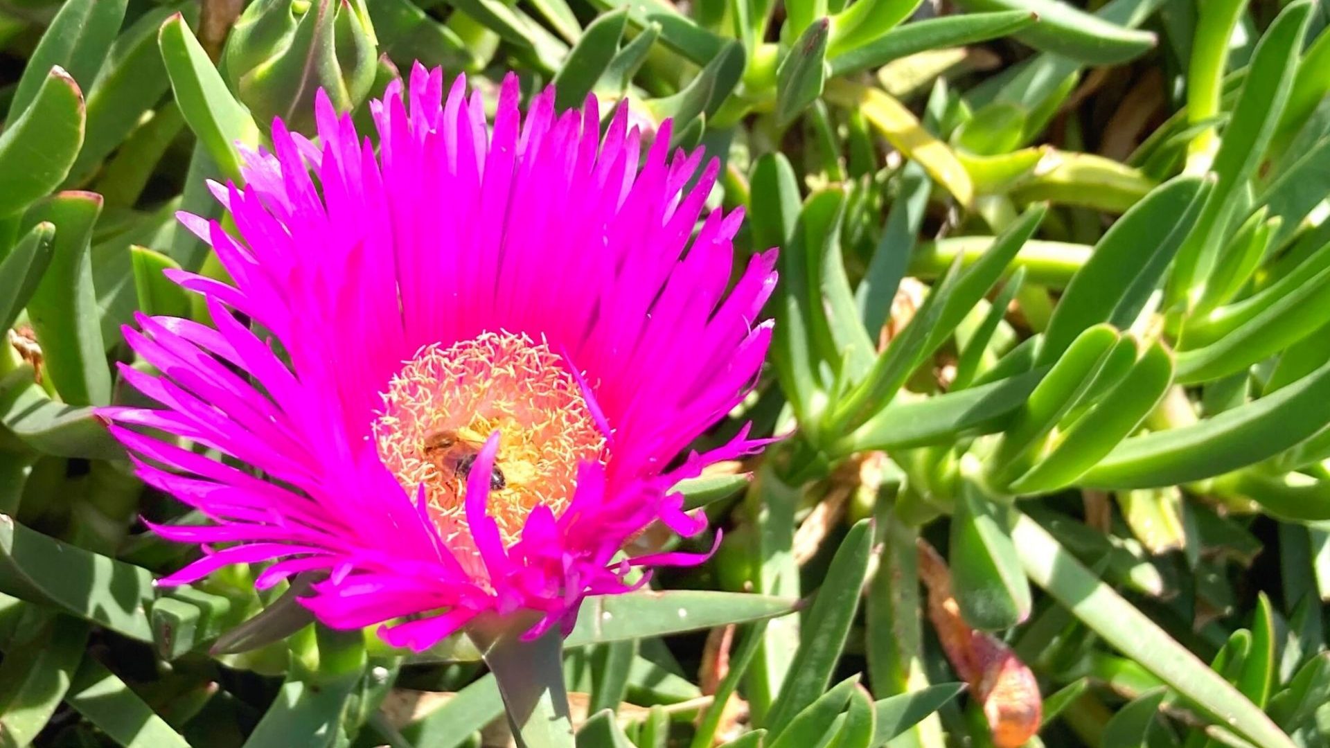Mois de Mai à Bandol fleur