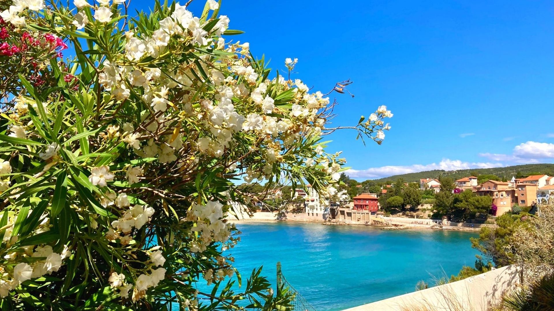 Bandol en Juillet