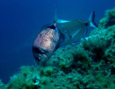 Fishipedia, le wikipedia de la mer