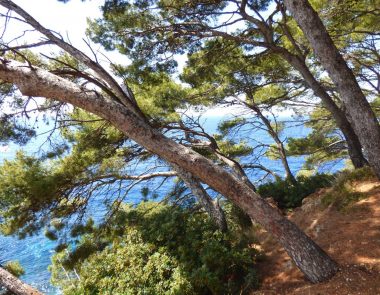 Risque incendie : fermeture des massifs à Bandol ?