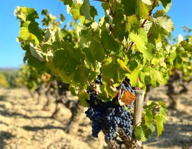 Weinberge auf der Bühne