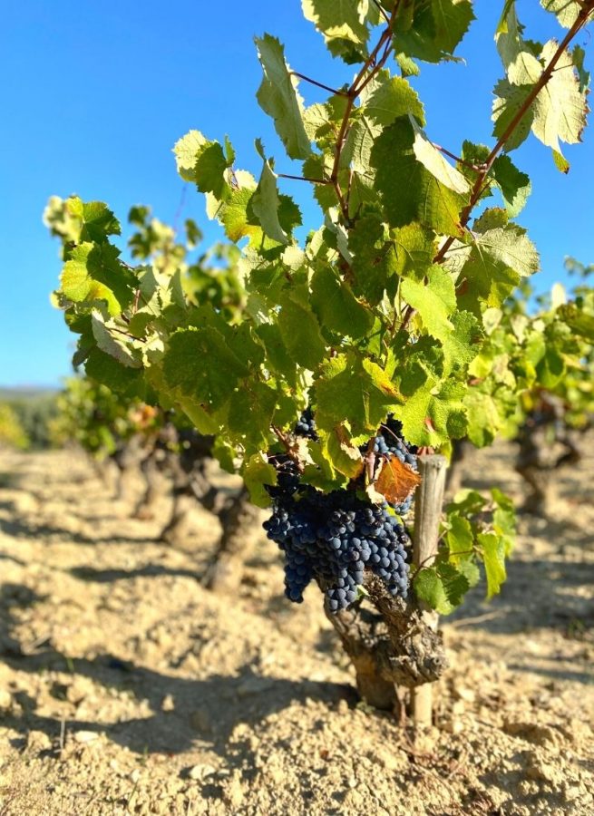 Vignobles en Scène