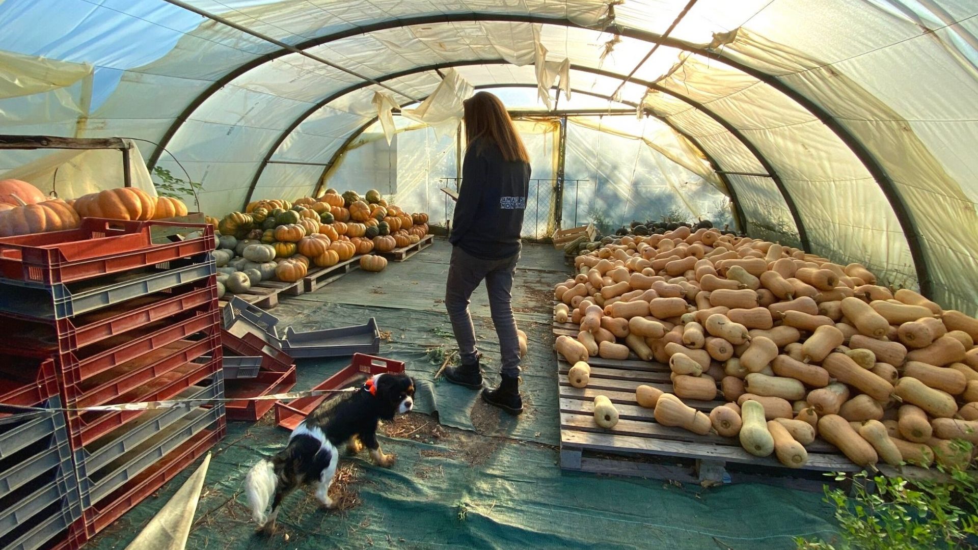 où acheter ses fruits et légumes Bandol producteur local