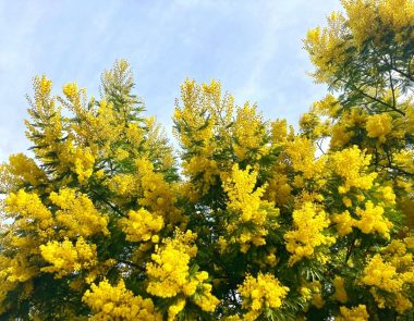 Visiter la route du mimosa