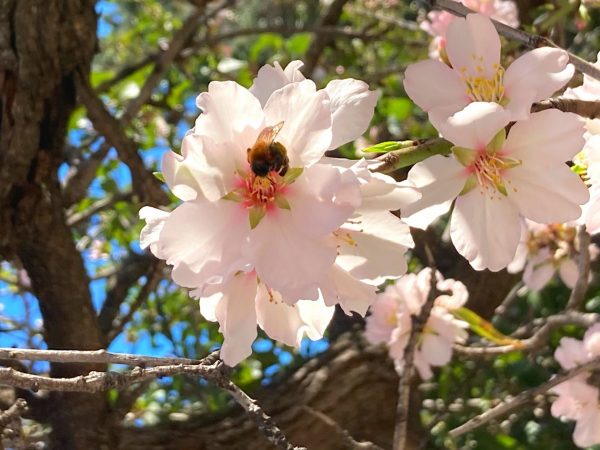 Bandol au printemps