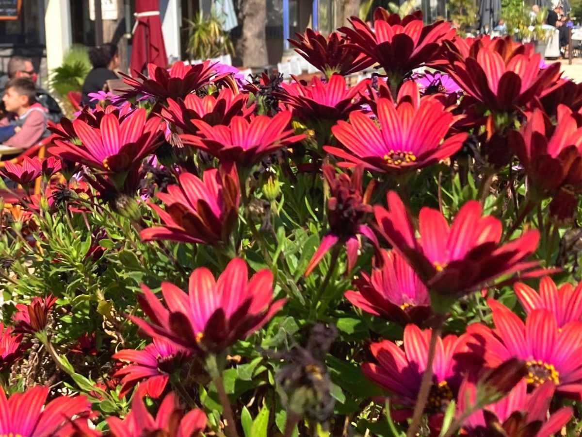 Bandol en fleurs Printemps