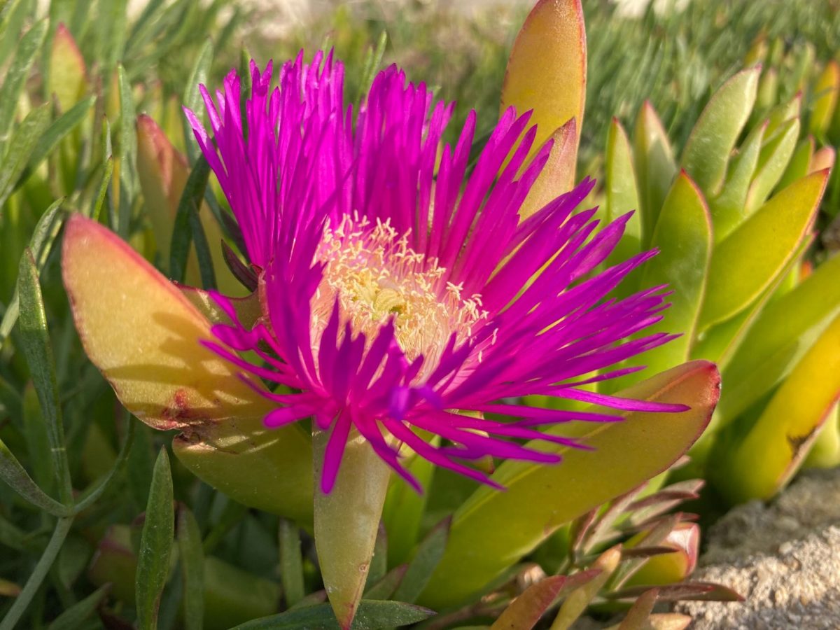 Bandol en fleurs Printemps