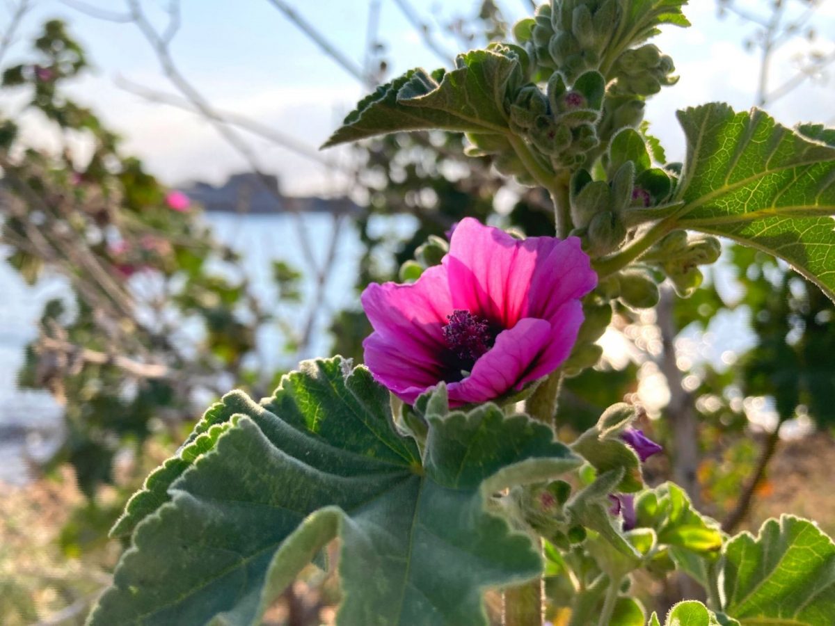 Bandol en fleurs Printemps
