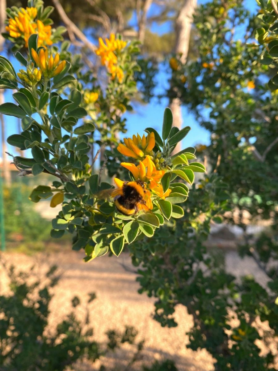 Bandol en fleurs Printemps