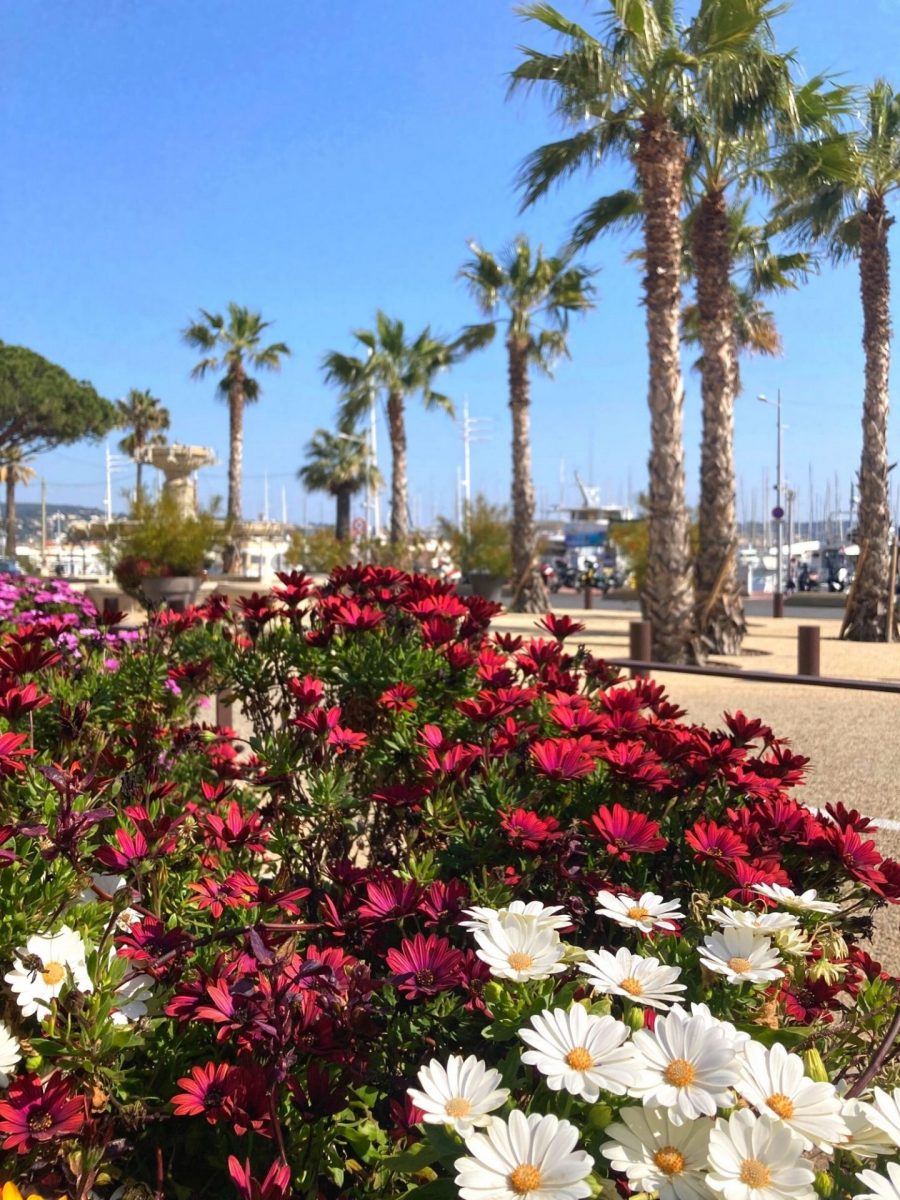 Bandol en fleurs Printemps