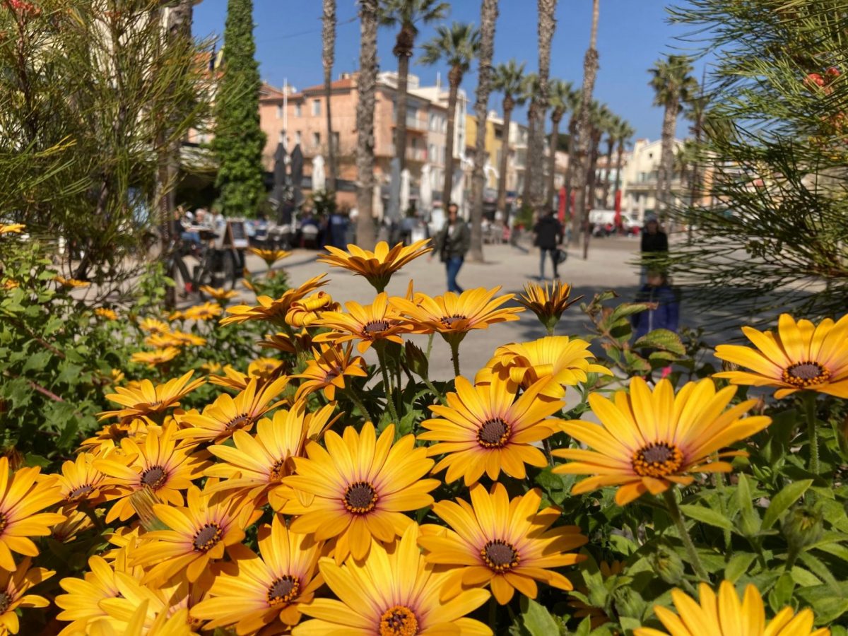 Bandol en fleurs Printemps
