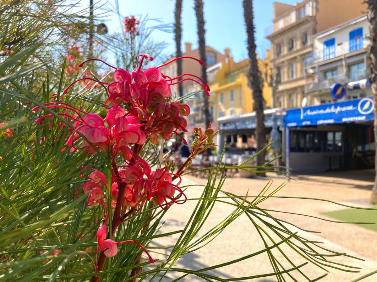 Bandol en fleurs Printemps