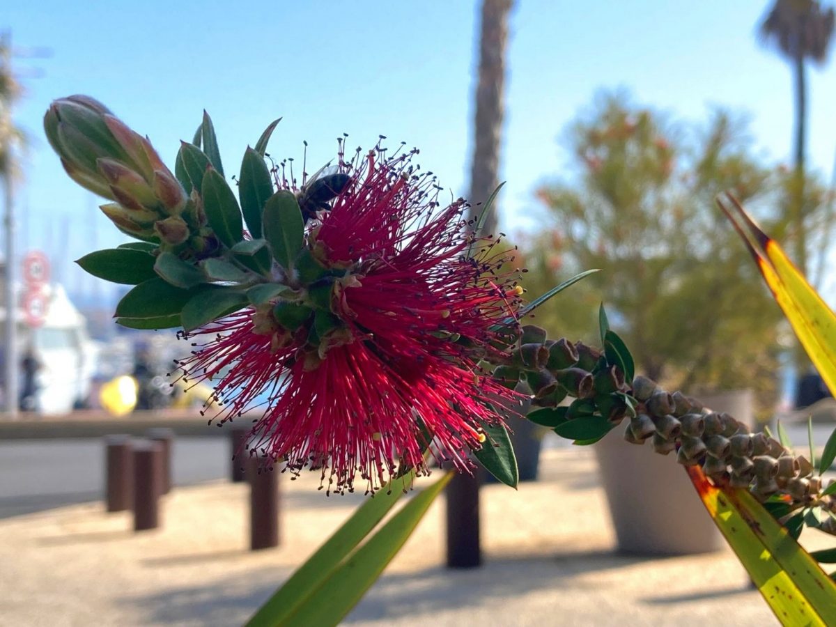 Bandol en fleurs Printemps
