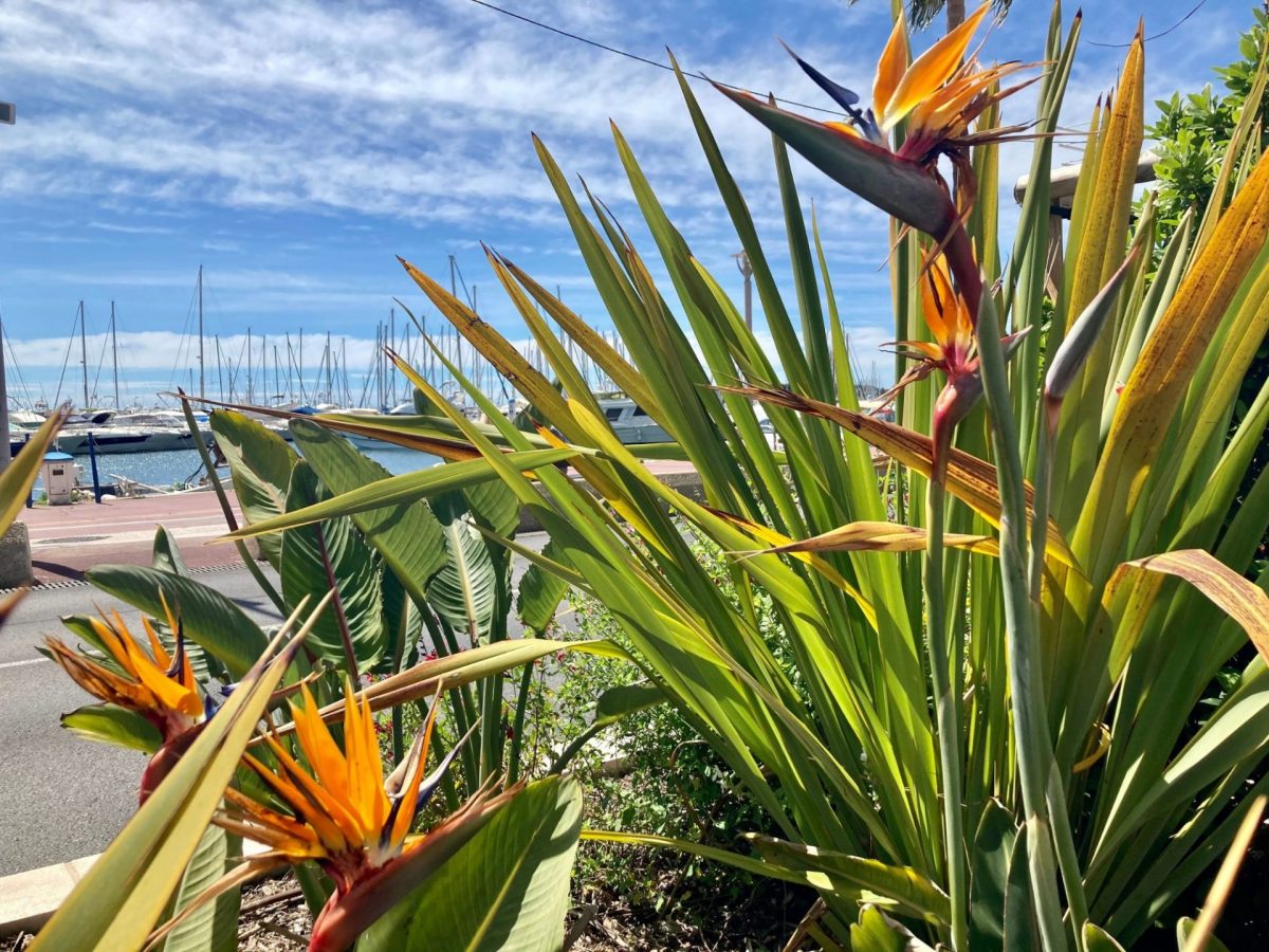 Visiter Bandol en couple au printemps