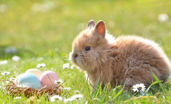 L&rsquo;agenda familial des vacances de printemps à Bandol et ses alentours