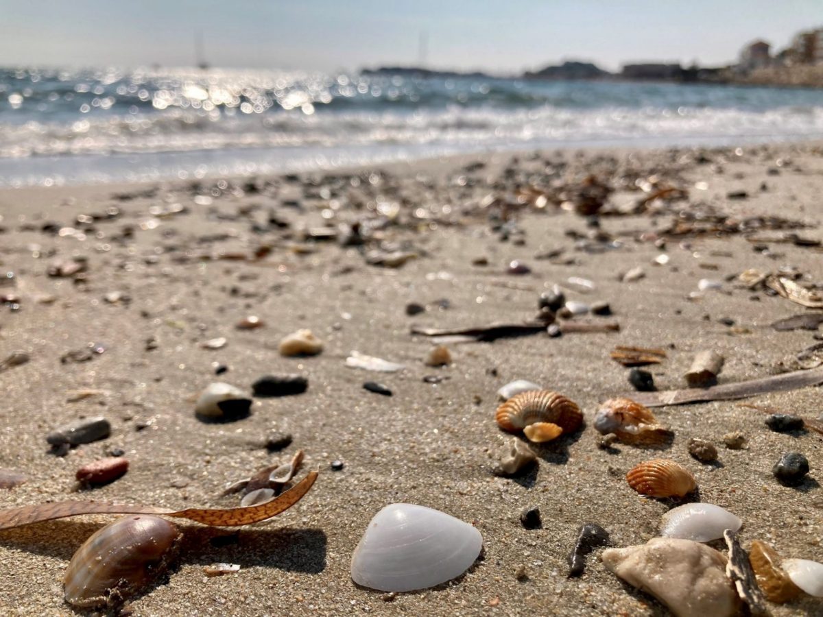 Bandol en Mars coquillages