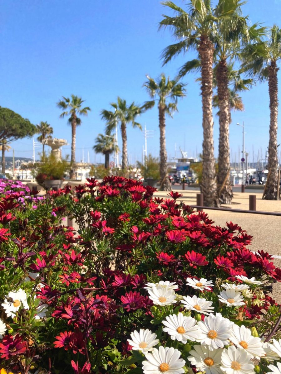 Bandol en Mars fleurs 3