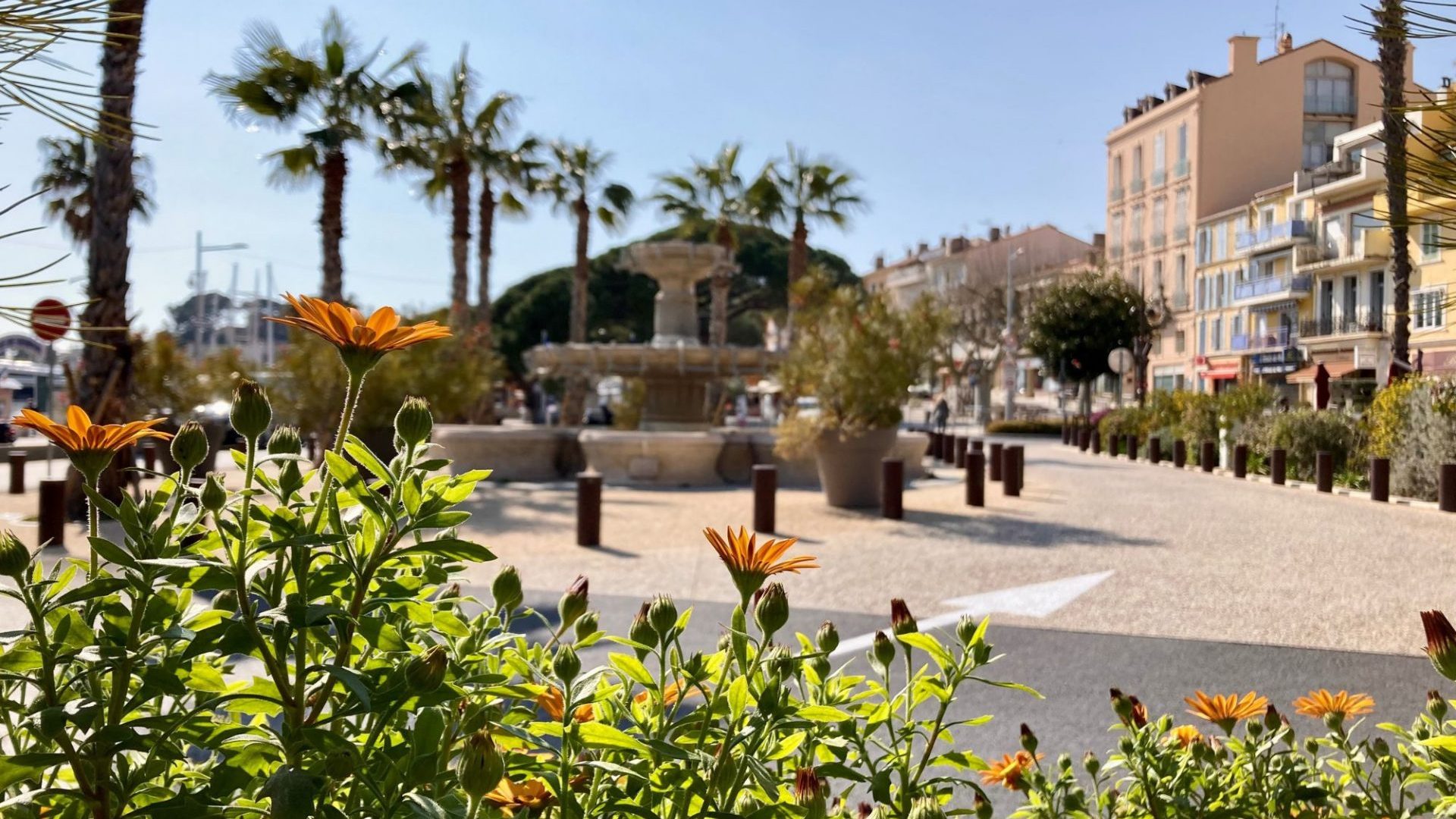 Bandol en Mars fleurs