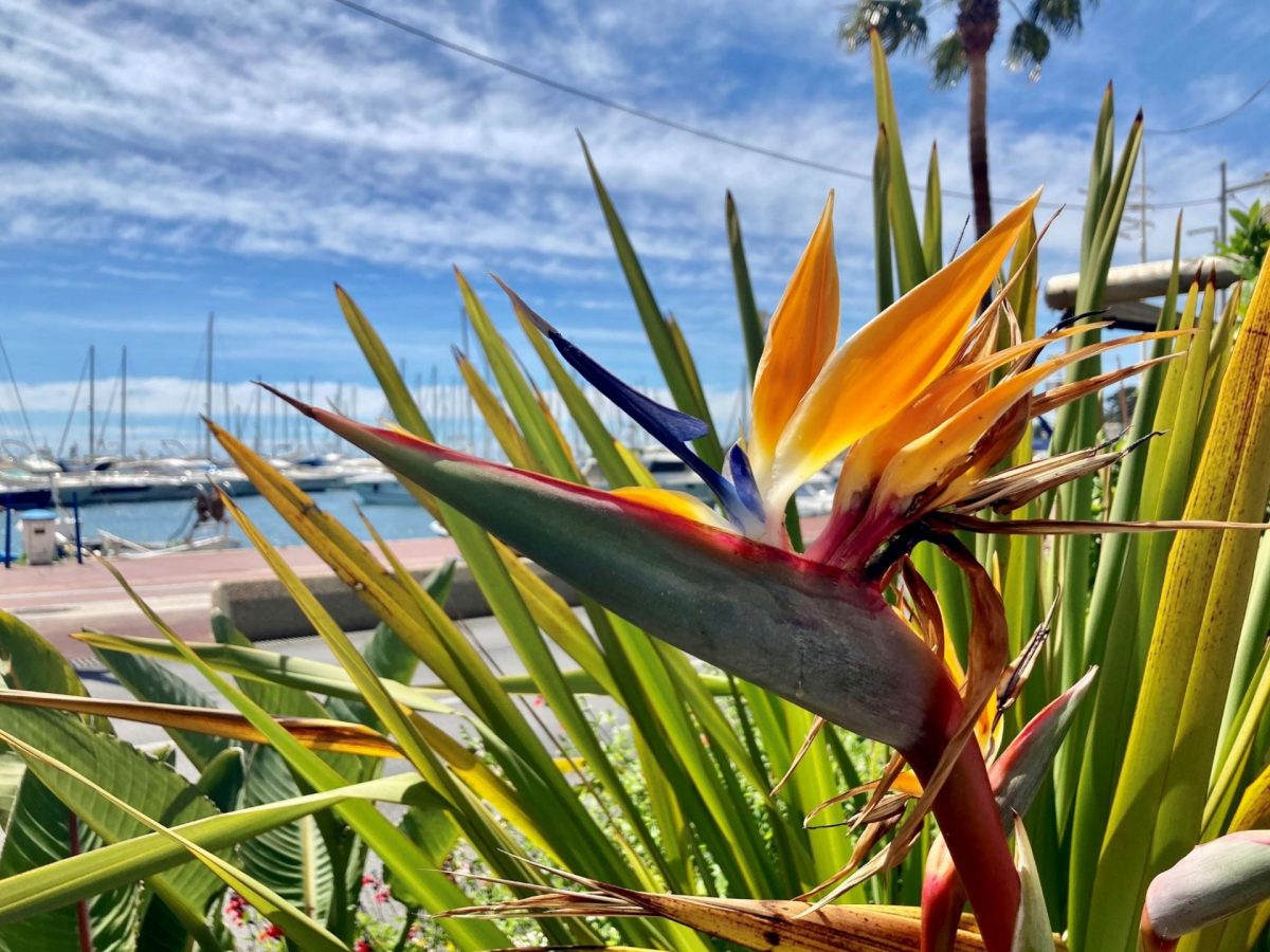 Bandol en Mars oiseau de paradis