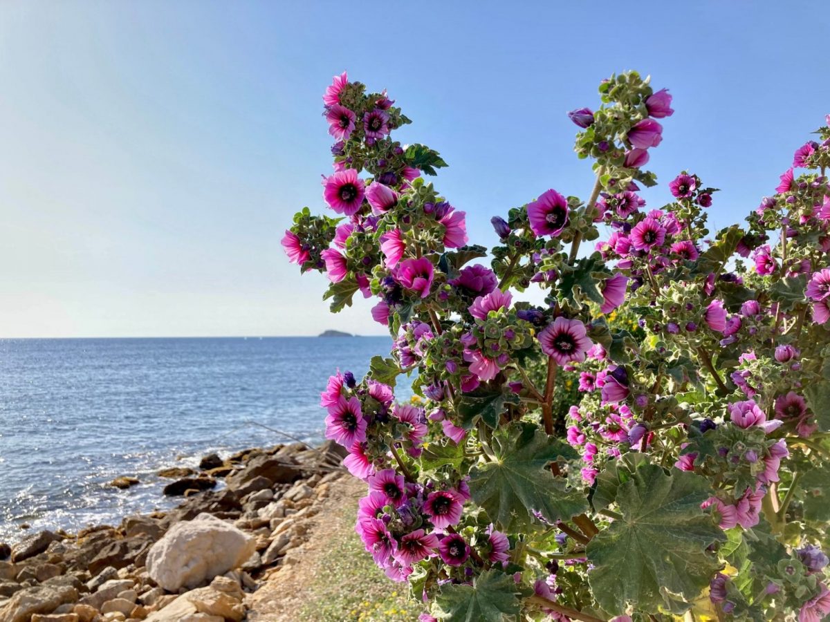 Bandol en mars fleurs