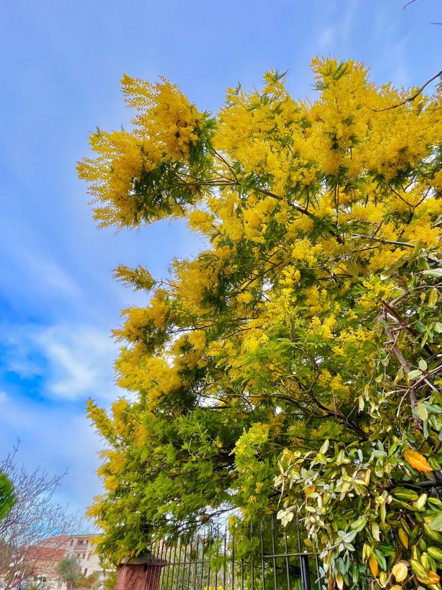 Bandol en mars fleurs mimosa