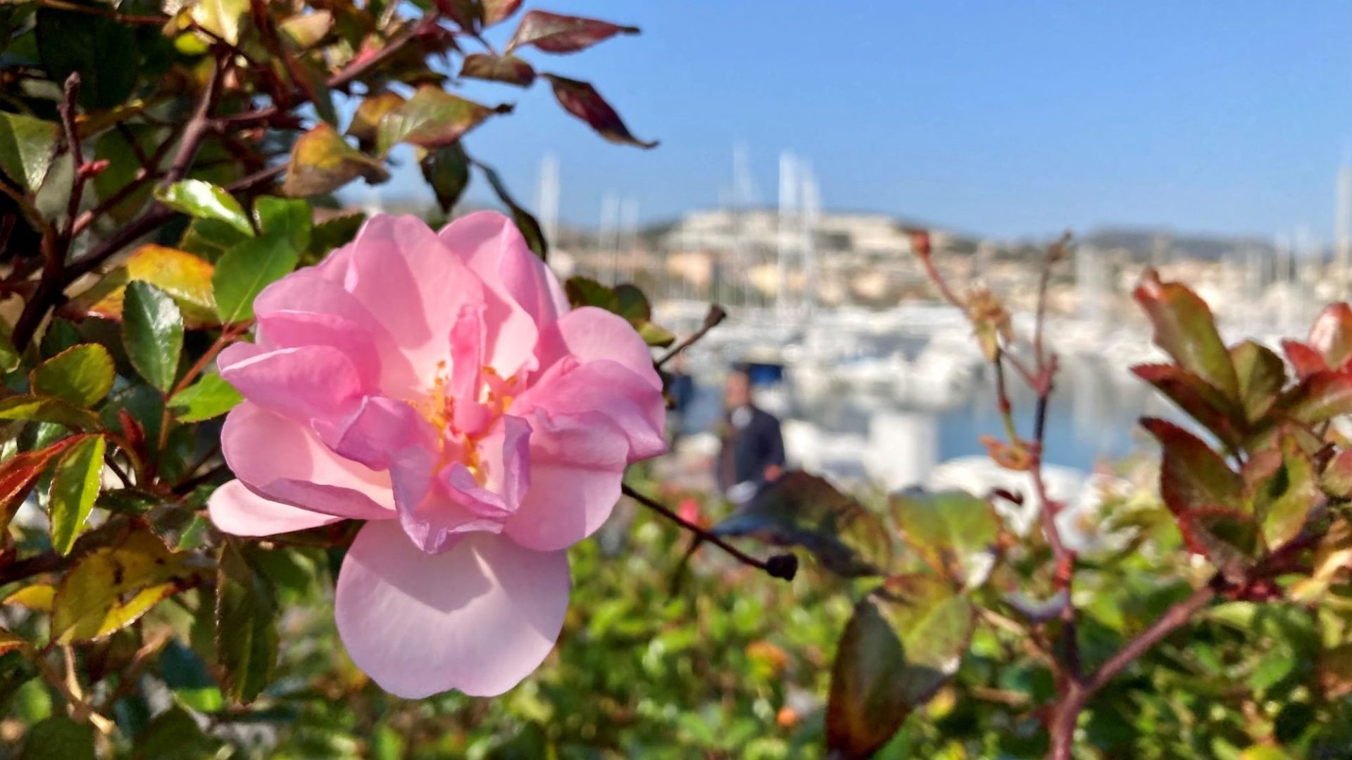 Fleurs Bandol Avril