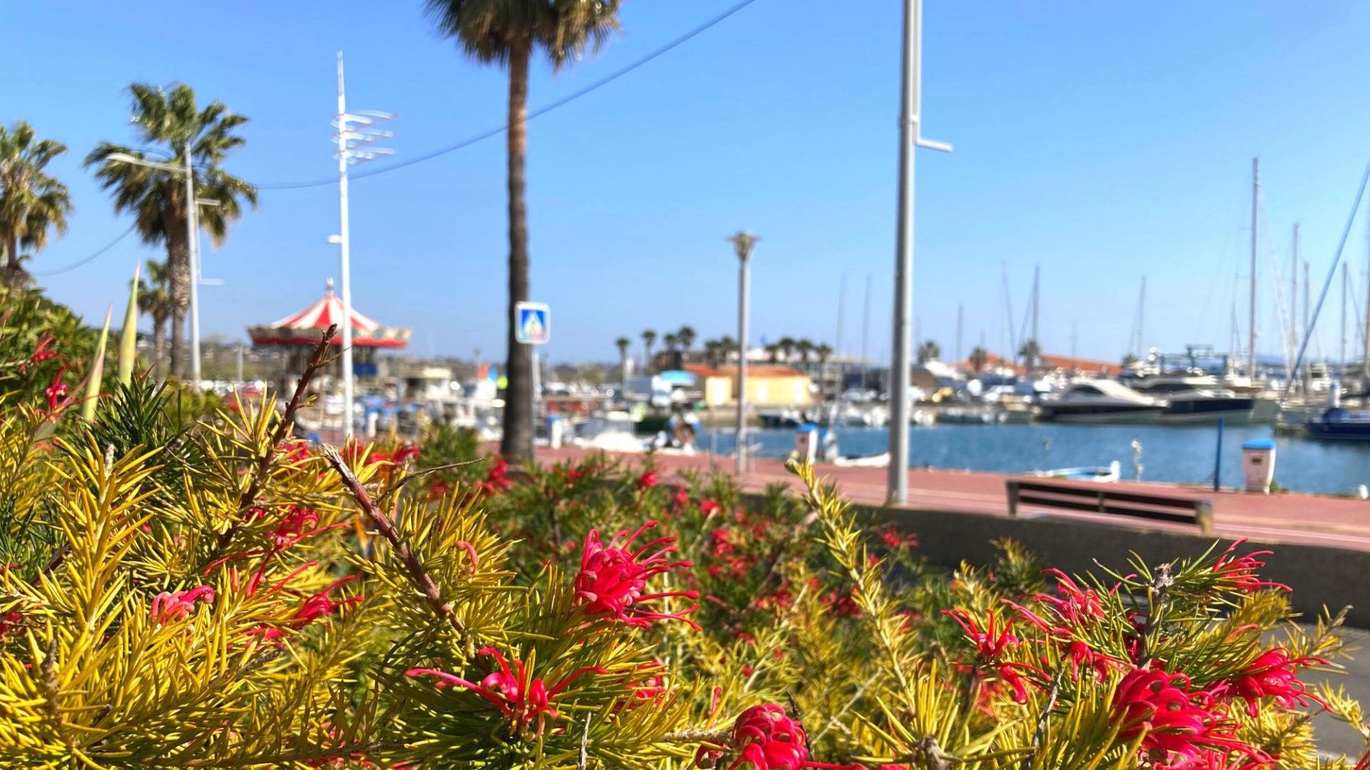 Fleurs port Bandol Avril