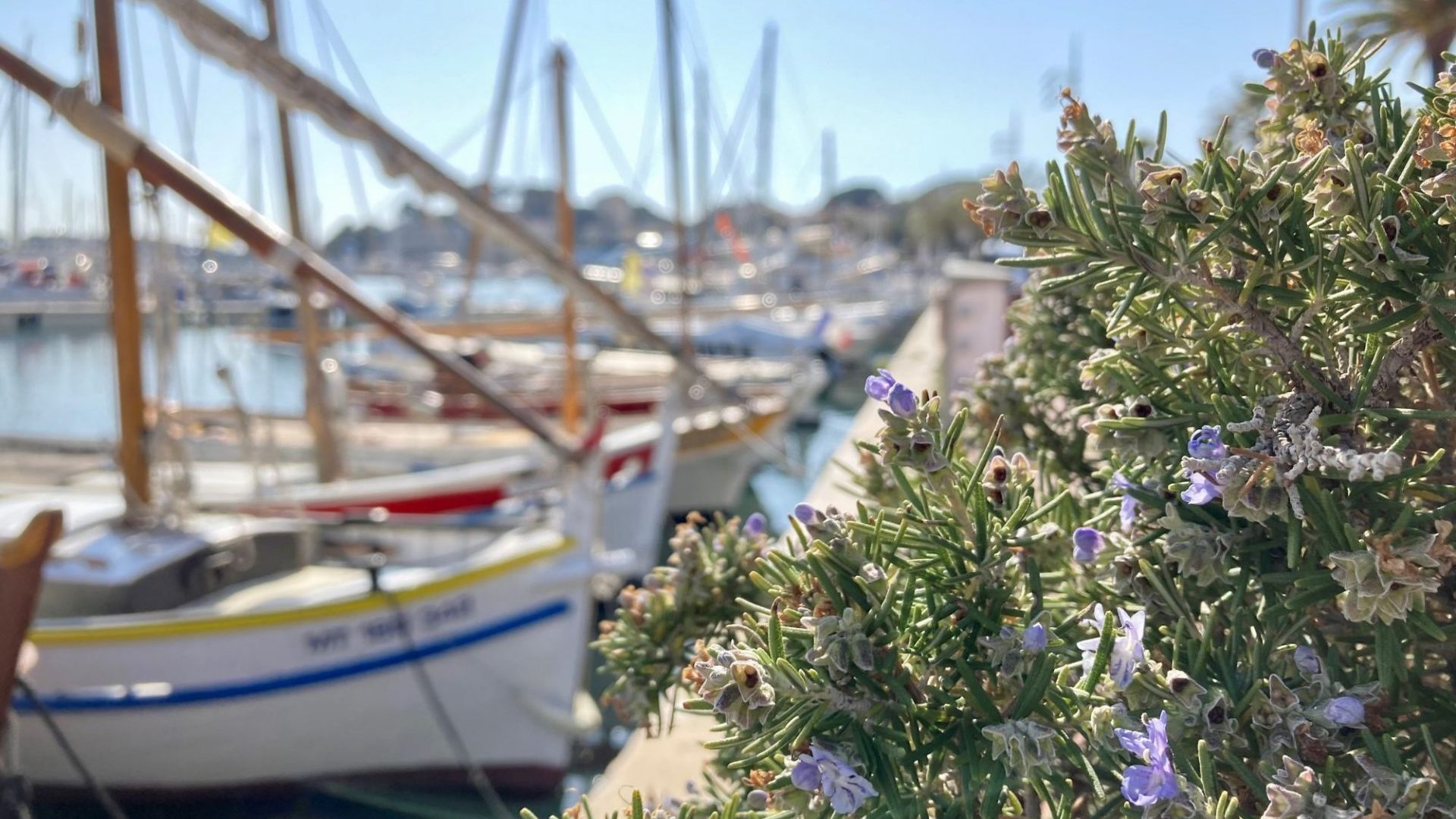 Pointus Bandol Avril
