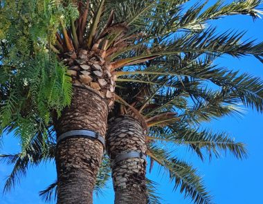 Le parcours botanique