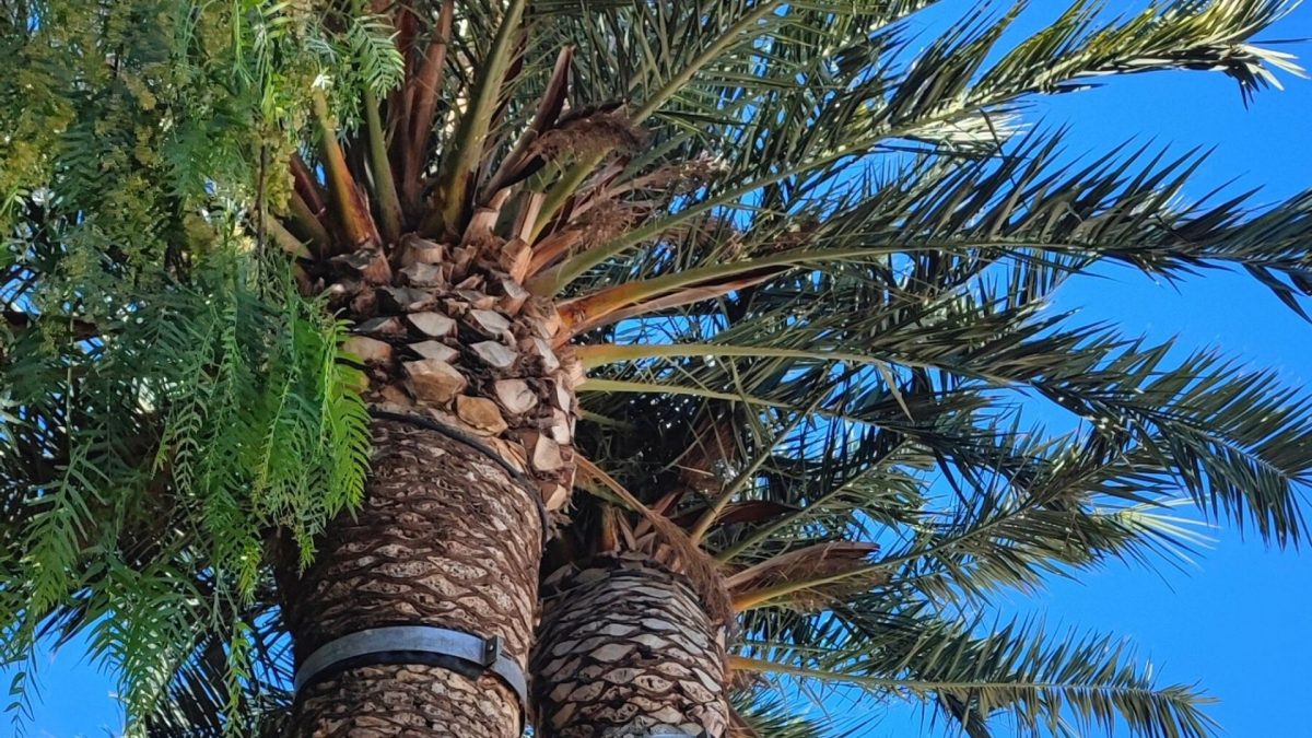 Le parcours botanique Bandol