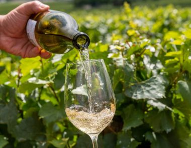 Visiter un domaine viticole AOC Bandol