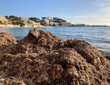 La posidonie à Bandol