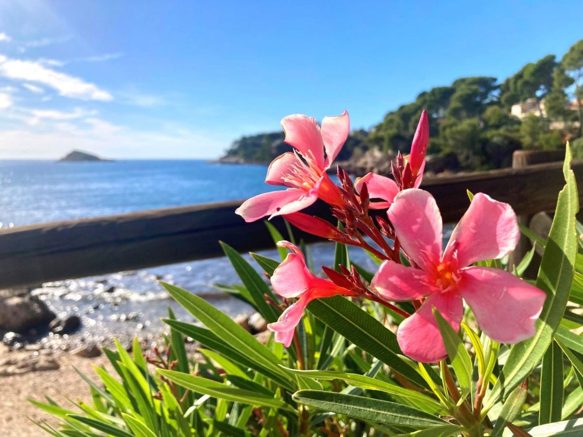 Visiter Bandol en Novembre fleurs