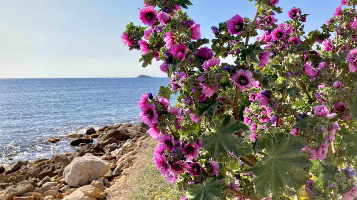 Bandol en mars fleurs