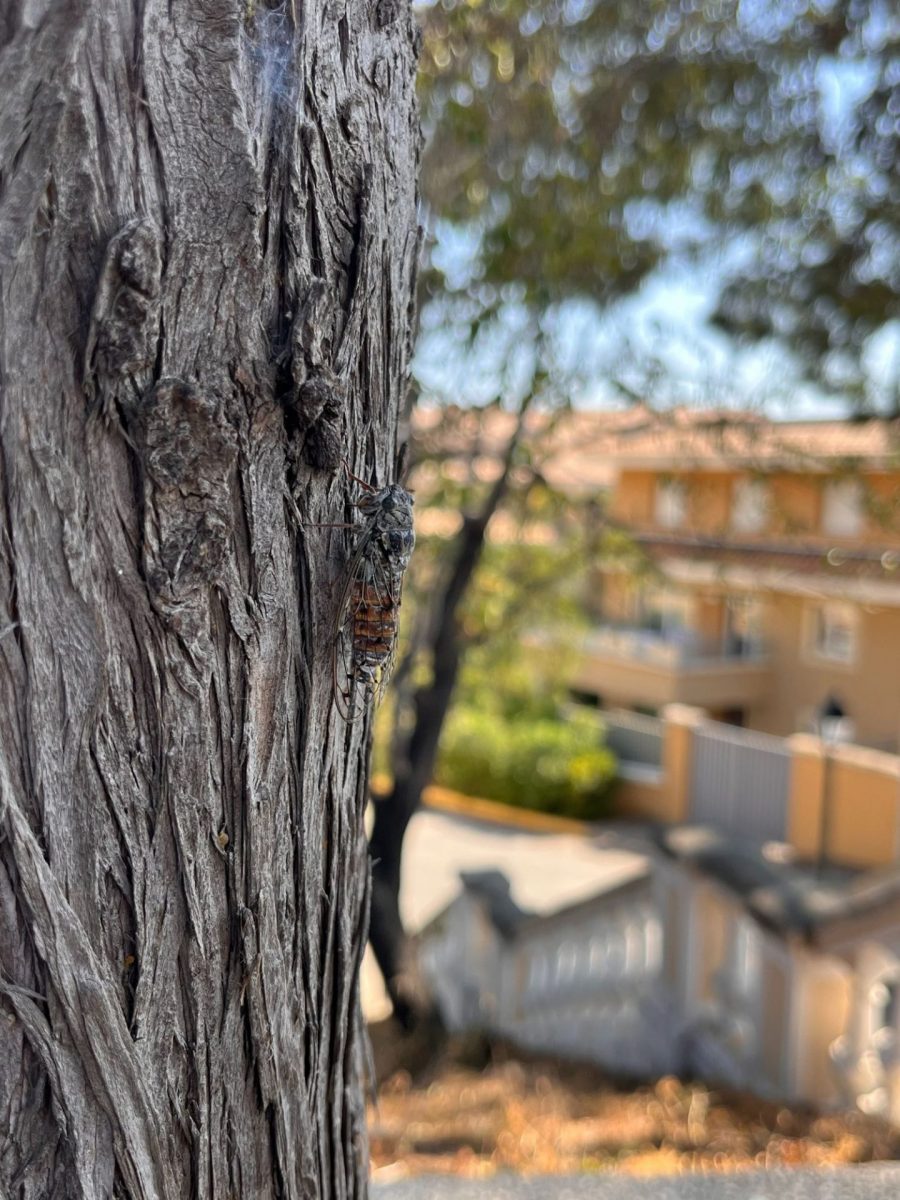 cigales été bandol aout