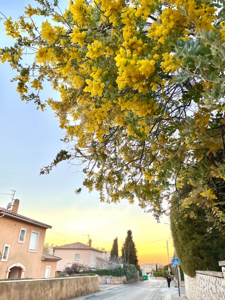 Mimosa janvier Bandol