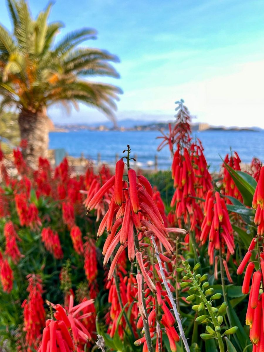 Fleurs en février à Bandol