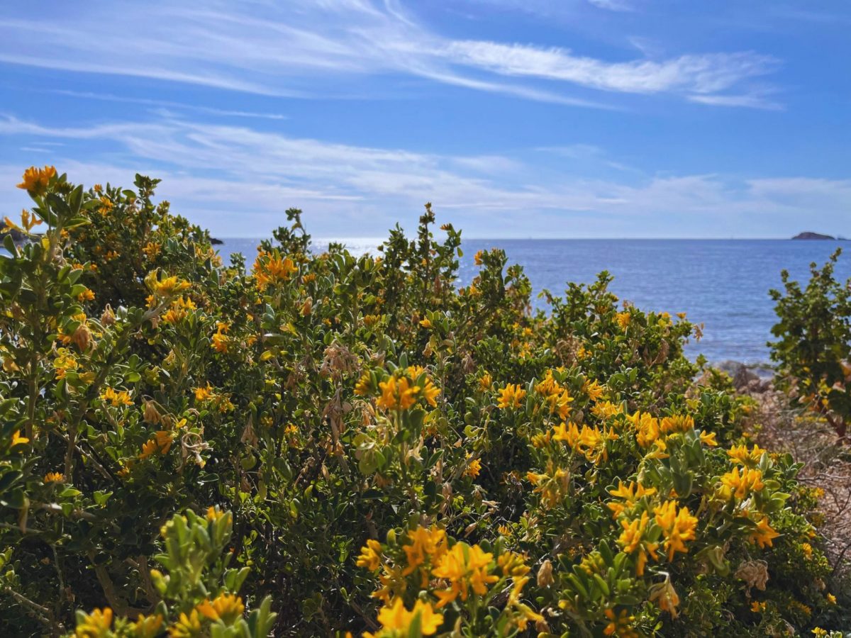 Fleurs de mars à Bandol