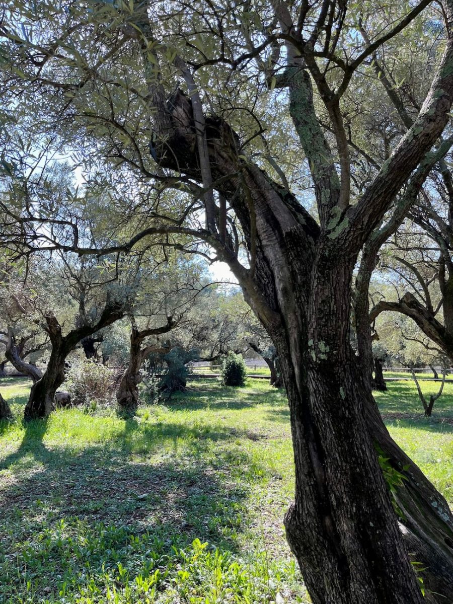 Oliveraie de la Farlède - Var