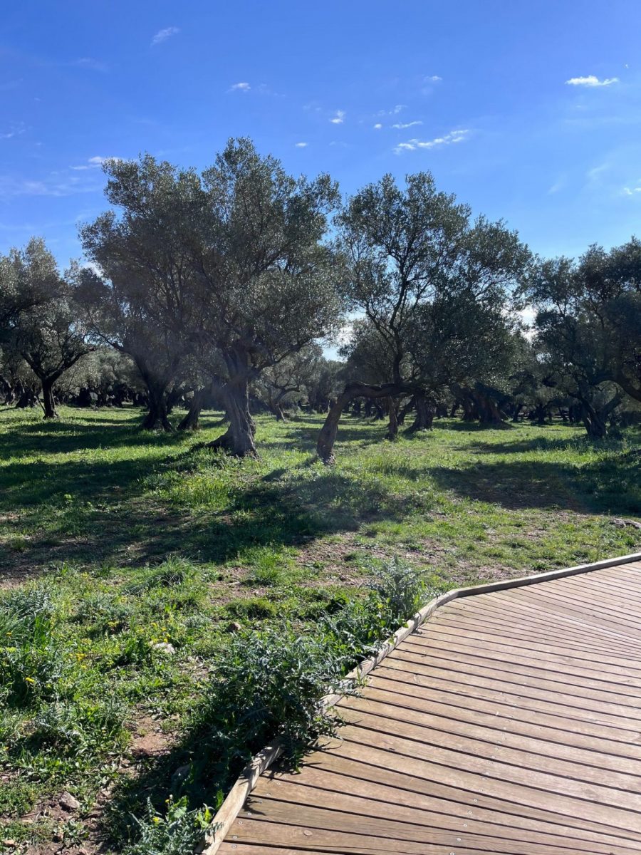 Oliveraie de la Farlède - Var