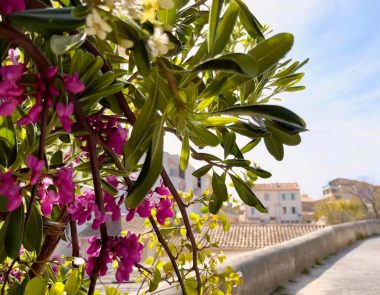 Visiter Bandol en mars