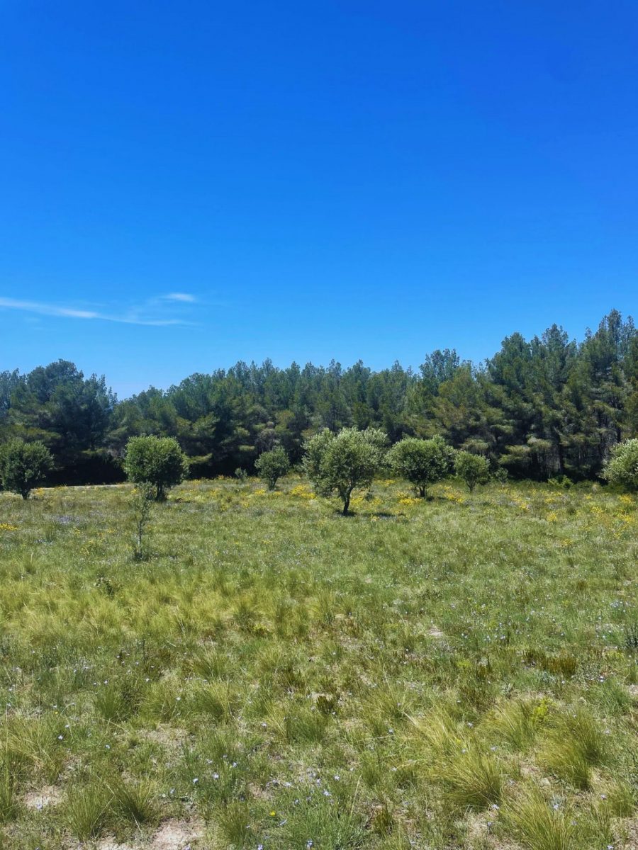 La nature de Saint-Cyr-sur-mer