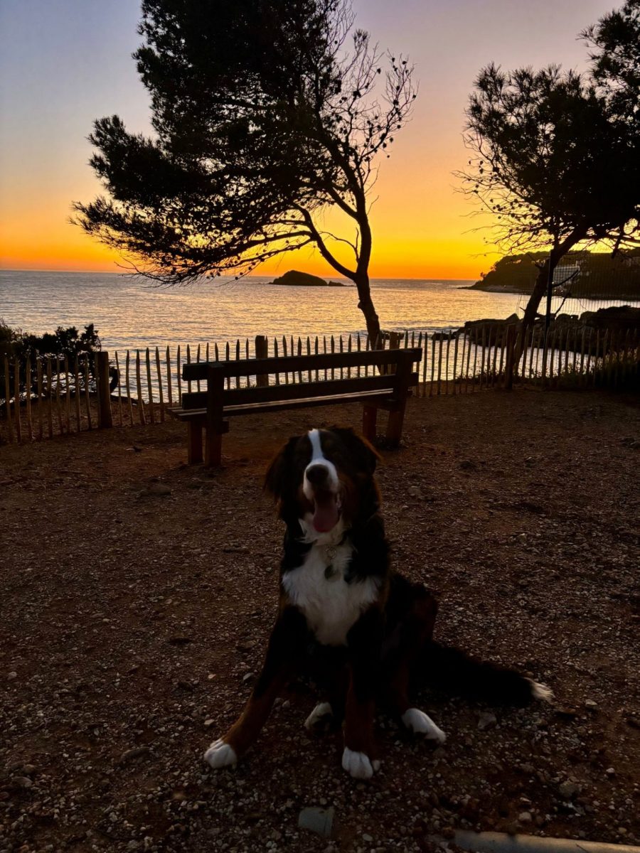 Vacances avec un chien Bandol en avril