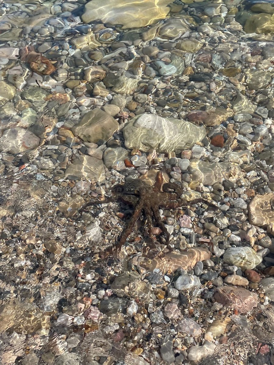 Poulpe mer Bandol juin